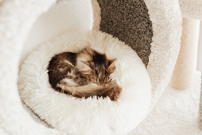 Perro y gato descansando en la cama CozyNest