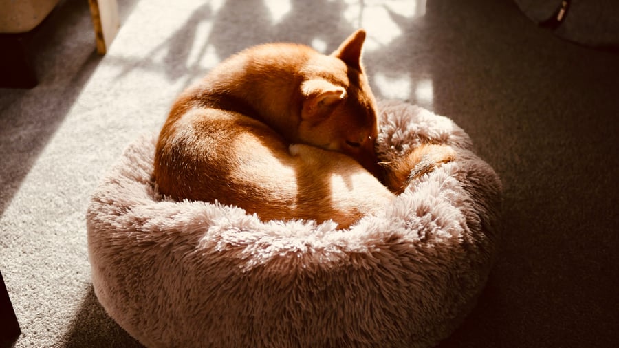 Cama ortopédica CozyNest para perros y gatos