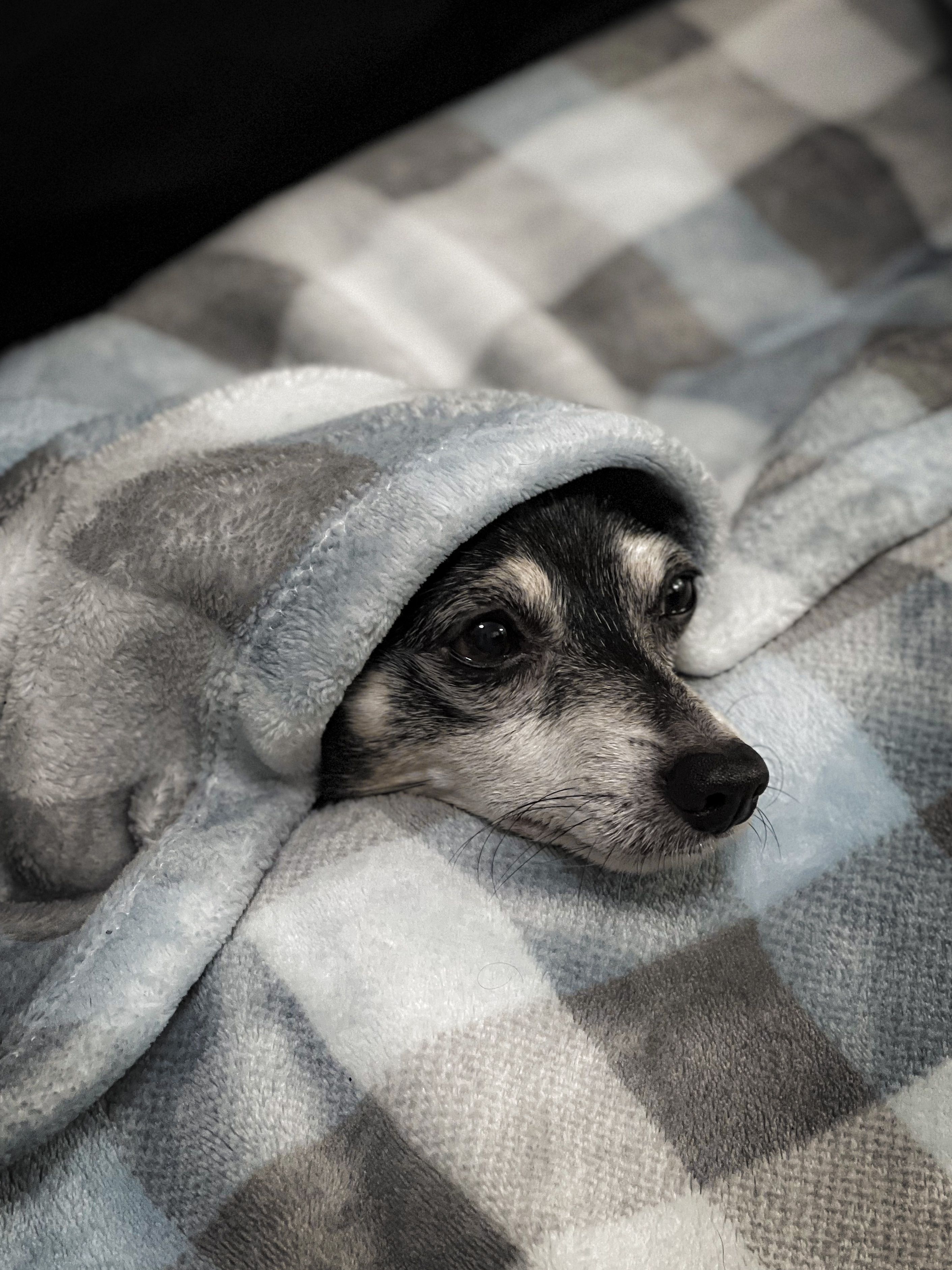 Manta Calmante CozyNest
