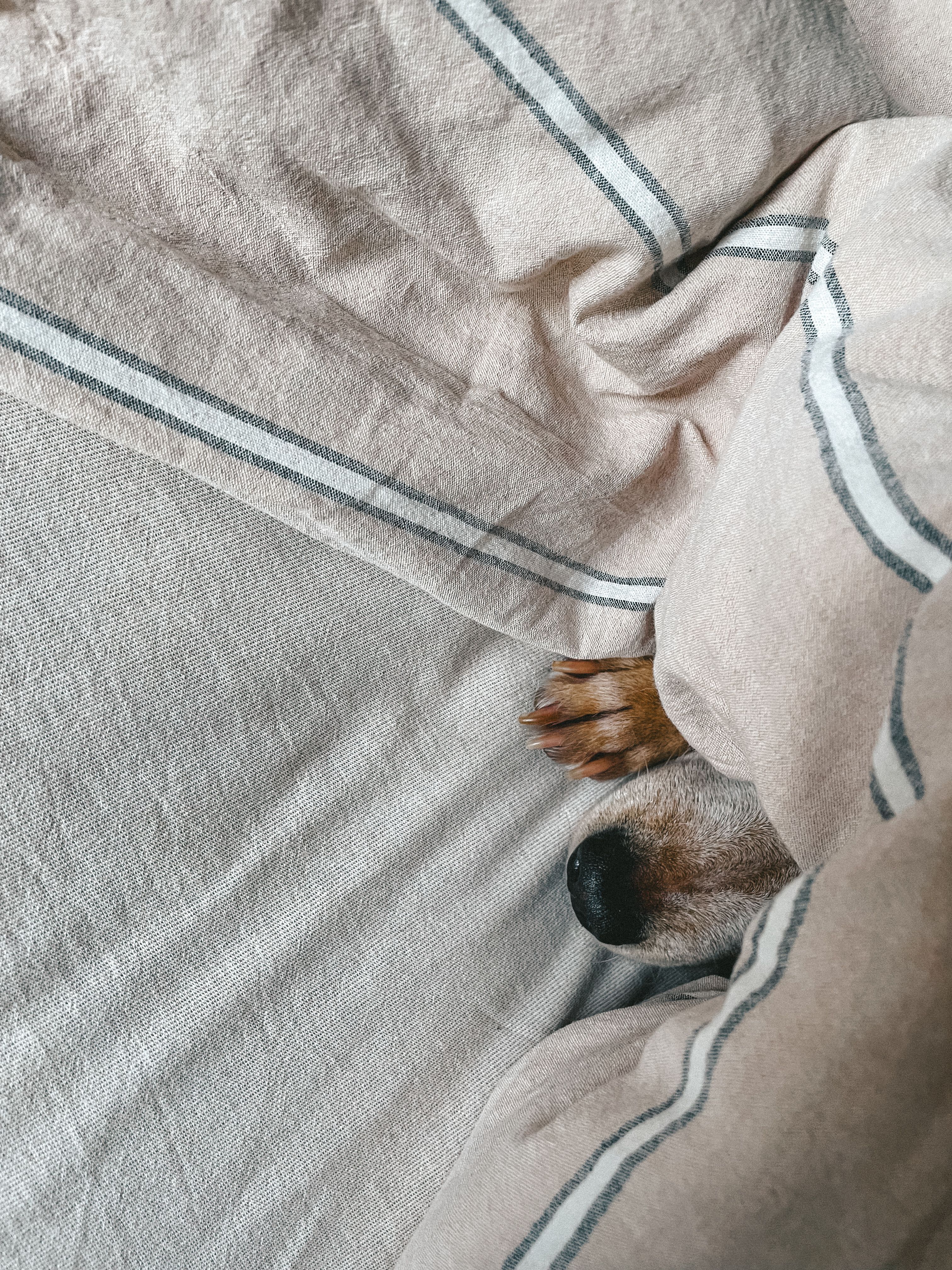 Funda Extra Repuesto CozyNest